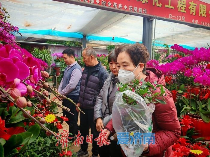 年宵花、观赏鱼销售升温济南花鸟市场迎来节前采购“热”(图2)